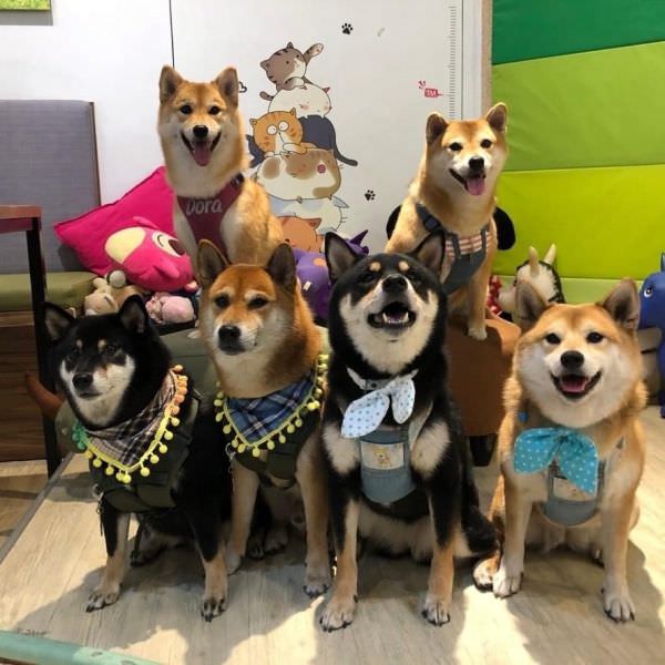 森林小徑文心店对宠物超友善